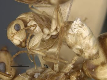 Media type: image;   Entomology 21578 Aspect: habitus lateral view